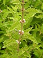 Lycope d'Europe, Lycopus europaeus (fam Lamiacees) (Europe ouest, Asie, Asie centrale, Chine, Japon) (4) (Photo F. Mrugala)